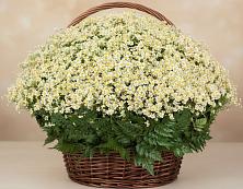 Цветочная композиция из Ромашки в корзине #REPLACE_PRED# Куликовых Копанях
