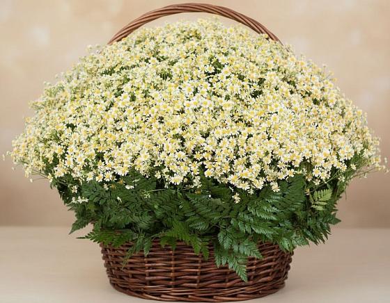 Цветочная композиция из Ромашки в корзине в Куликовых Копанях