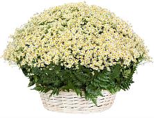 Цветочная композиция из Ромашки в корзине #REPLACE_PRED# Куликовых Копанях